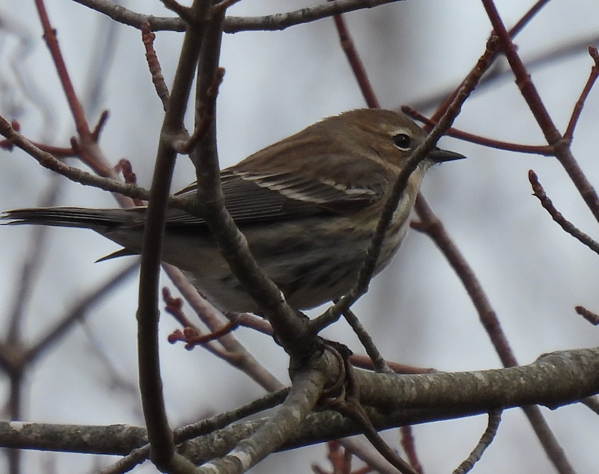 Yellow-rumped Warbler - ML548329951