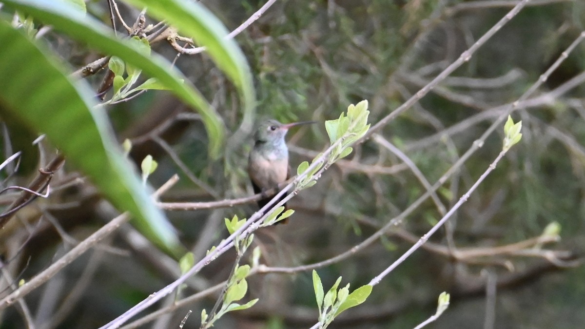 Buff-bellied Hummingbird - ML548330171