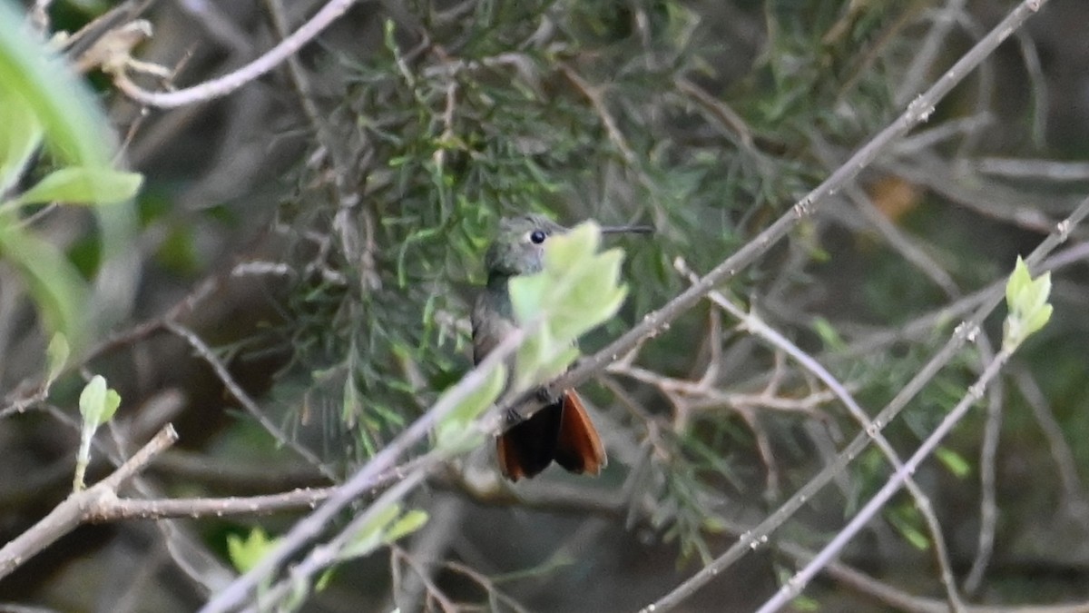 Buff-bellied Hummingbird - ML548330181