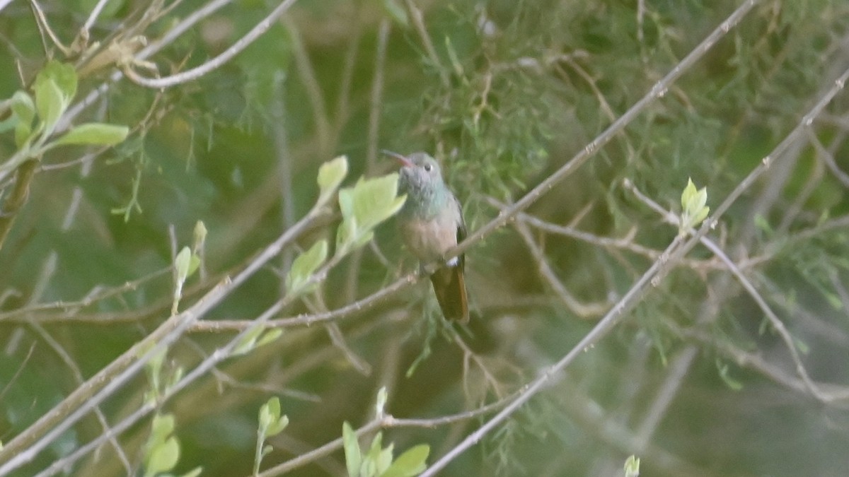 kolibřík yukatanský - ML548330191