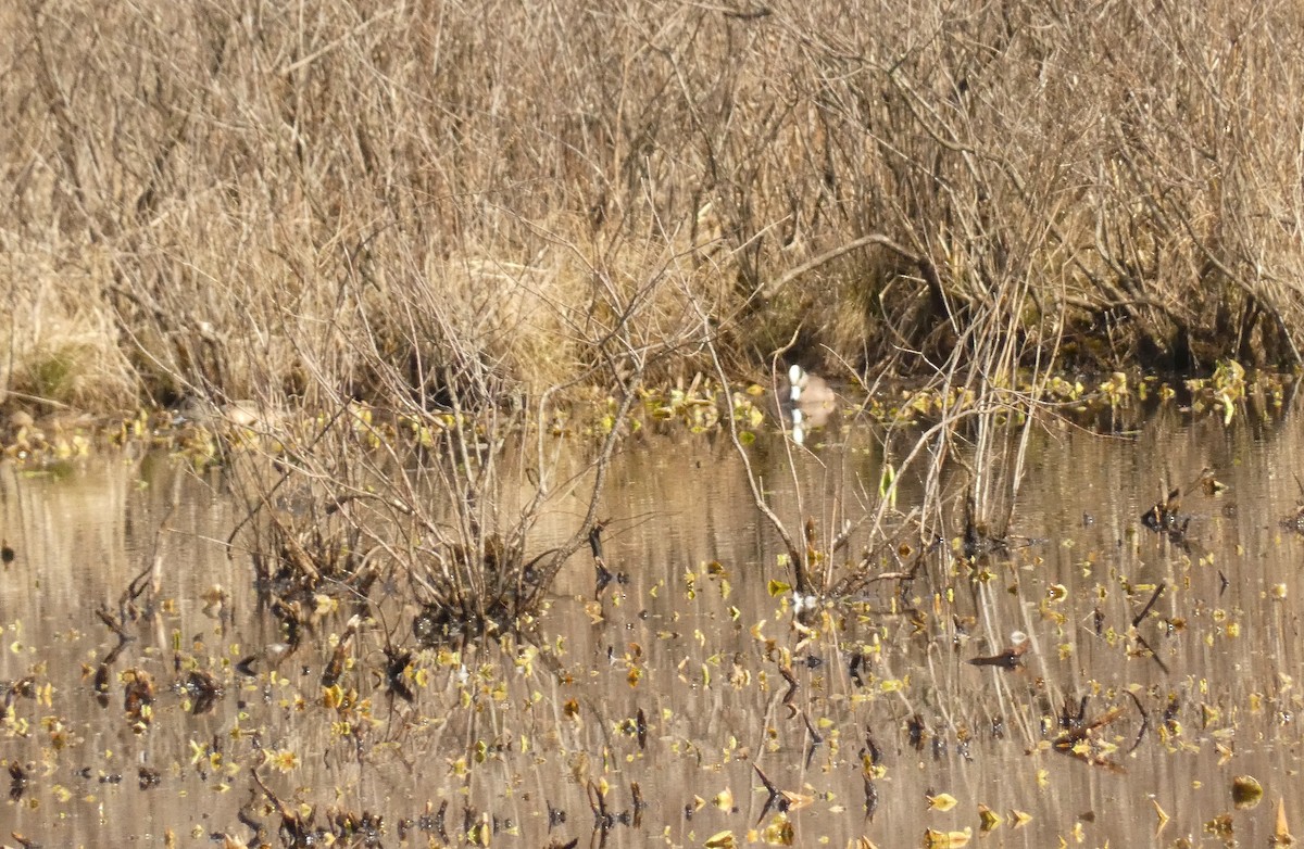 American Wigeon - ML548330631