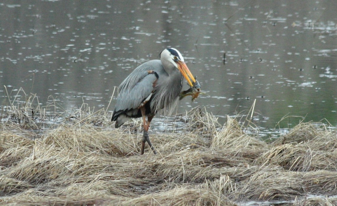 Great Blue Heron - ML54833111