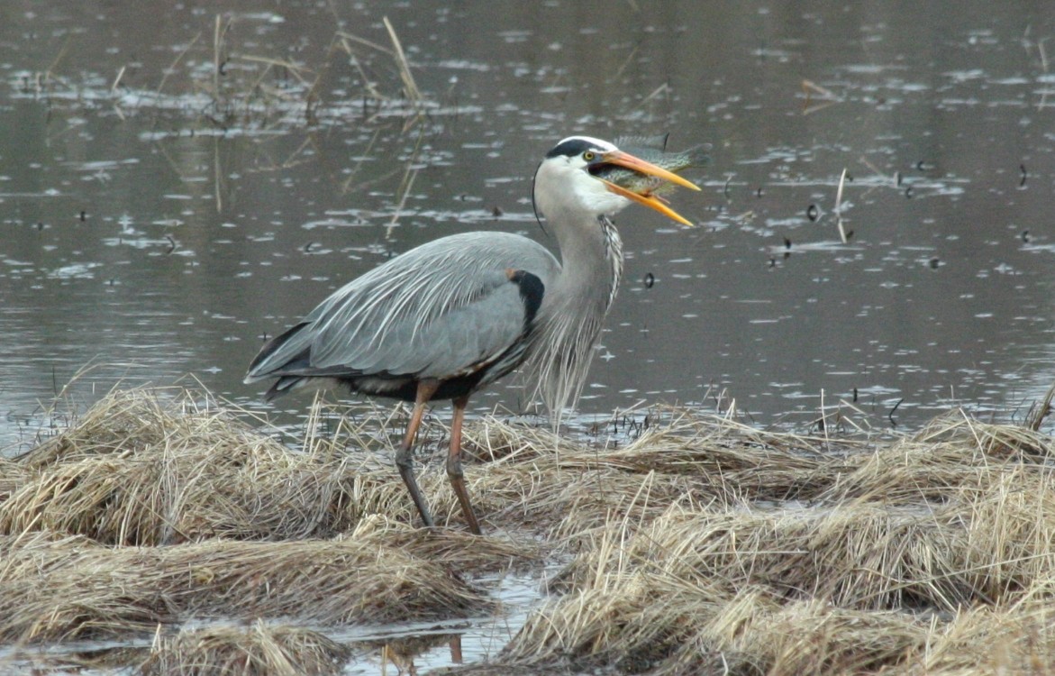 Great Blue Heron - ML54833151