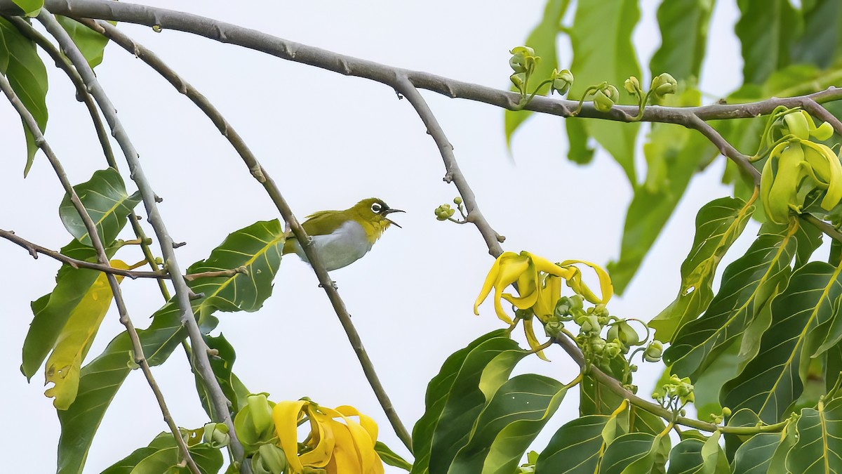 Black-crowned White-eye - Kenneth Cheong