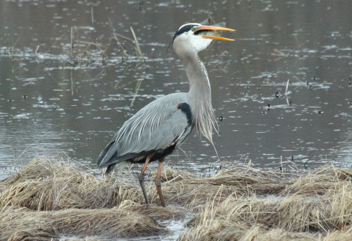 Great Blue Heron - ML54833211