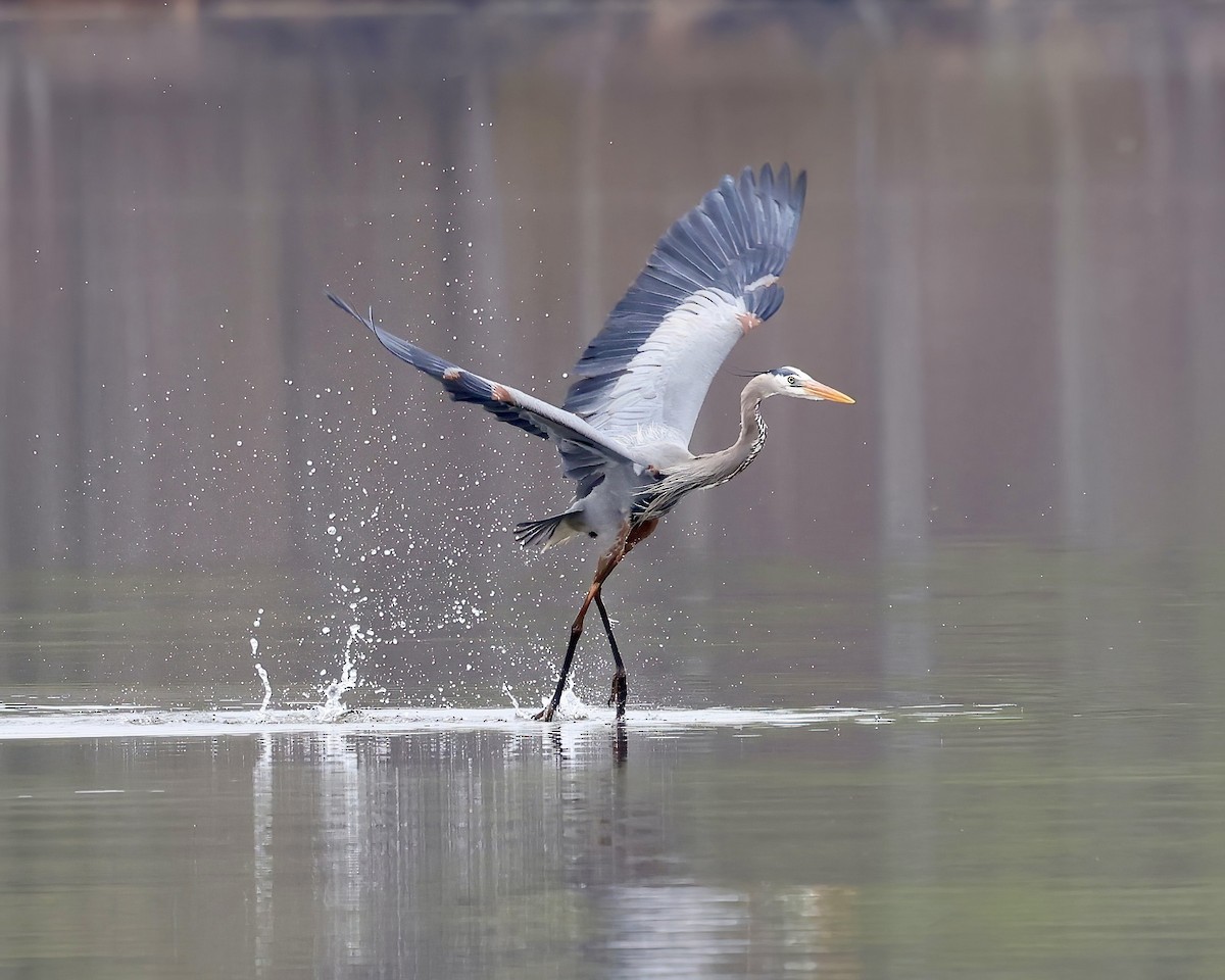 Great Blue Heron - Debbie Kosater