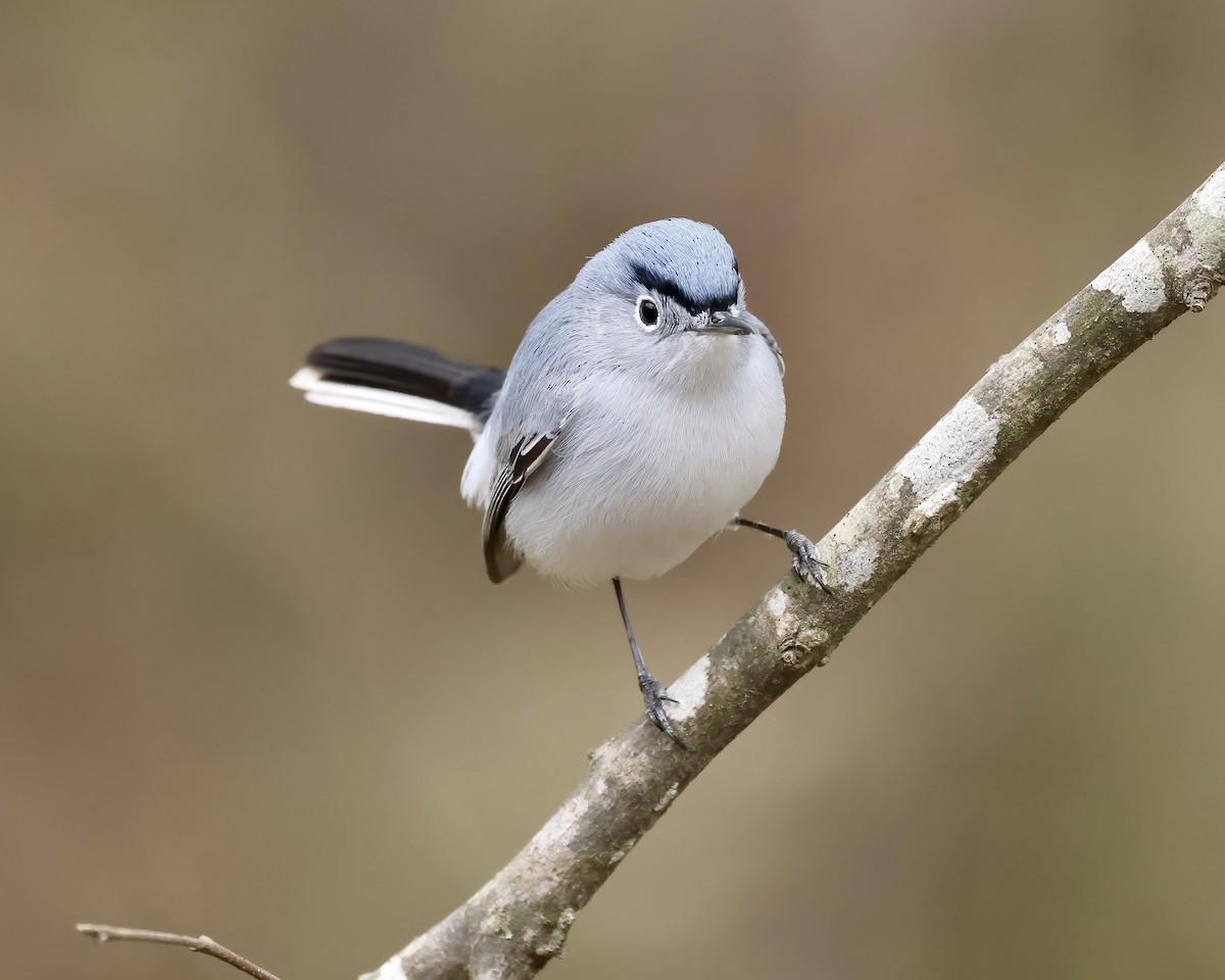 Blue-gray Gnatcatcher - ML548332391