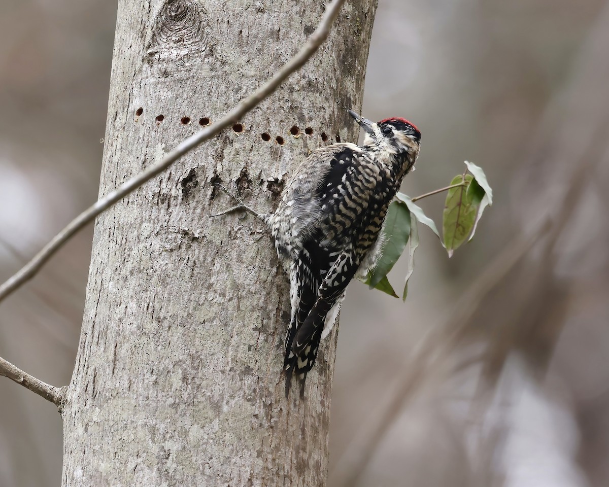 Yellow-bellied Sapsucker - ML548332461