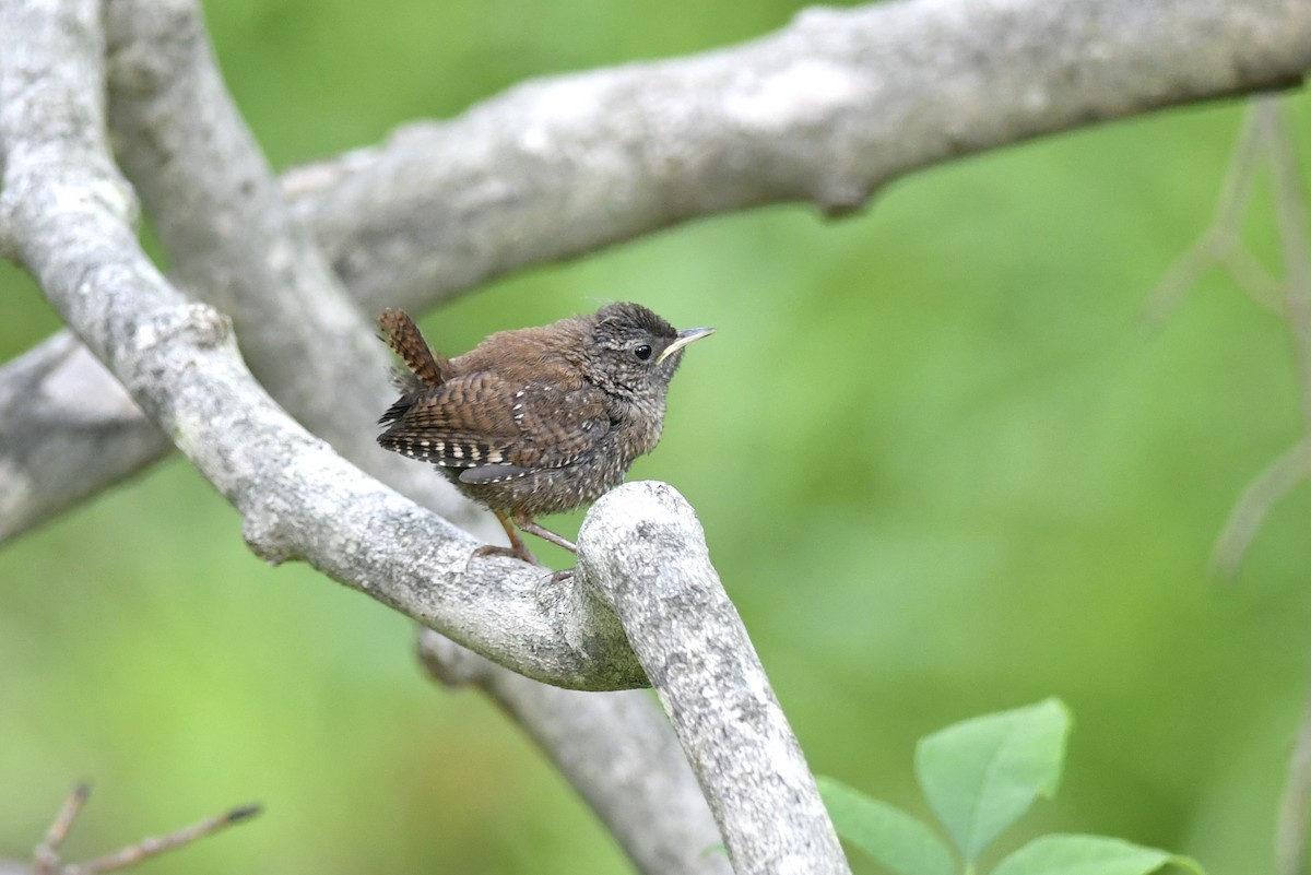 Winter Wren - Alejandra MacNeil