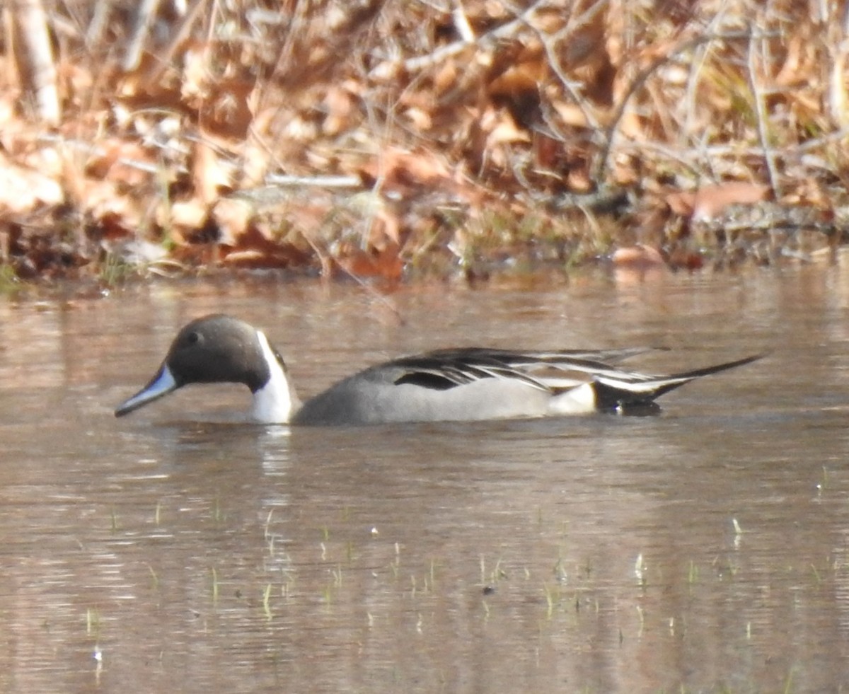 Northern Pintail - ML548333261