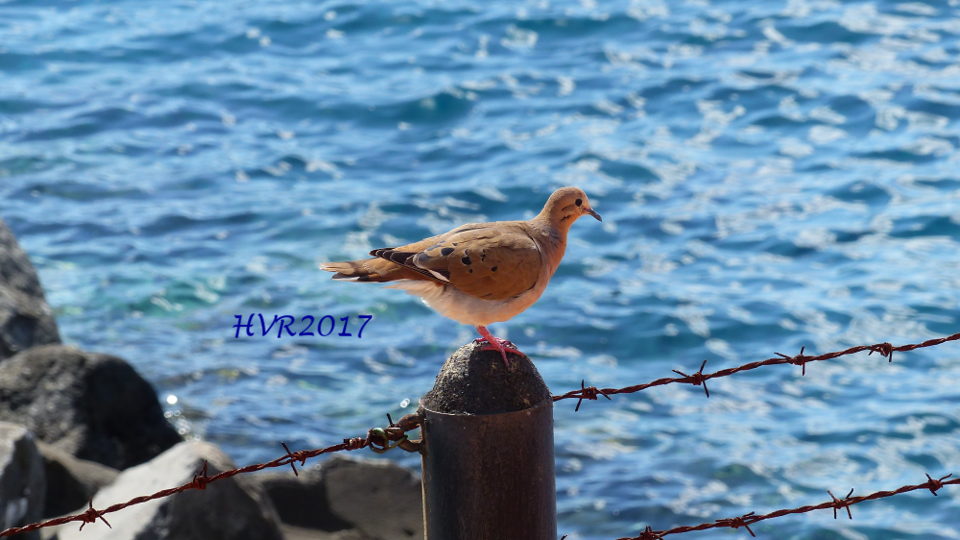 Zenaida Dove - Henriette de Vries