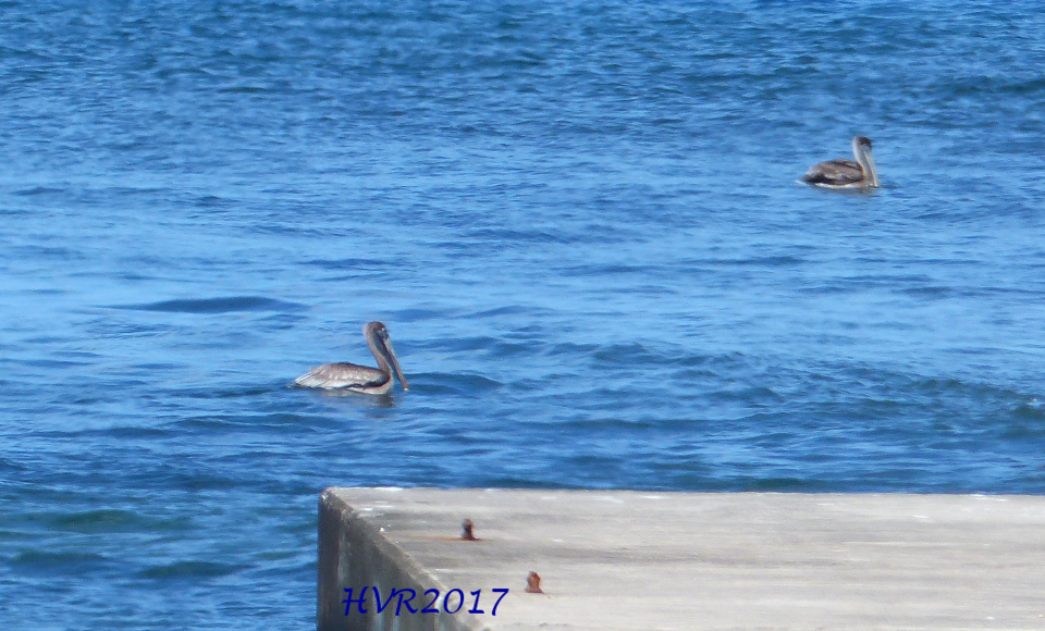 pelikán hnědý - ML54833491