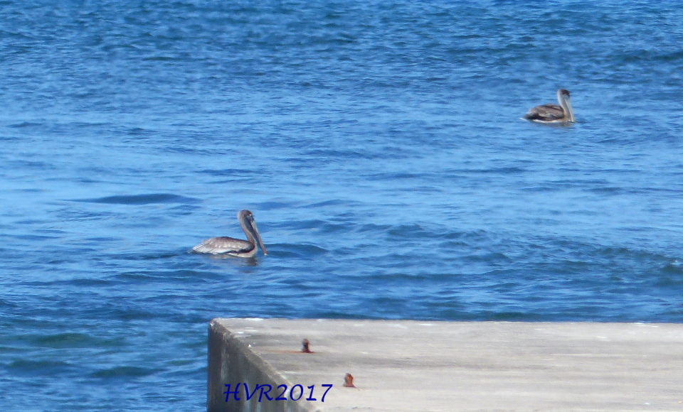 Brown Pelican - ML54833491