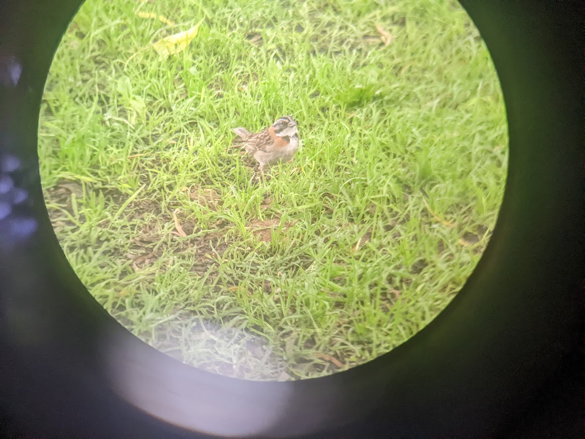 Rufous-collared Sparrow - ML548336541