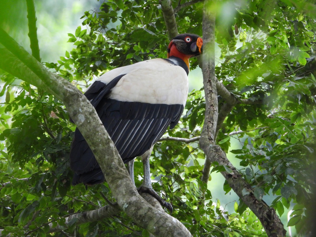 King Vulture - ML548336711