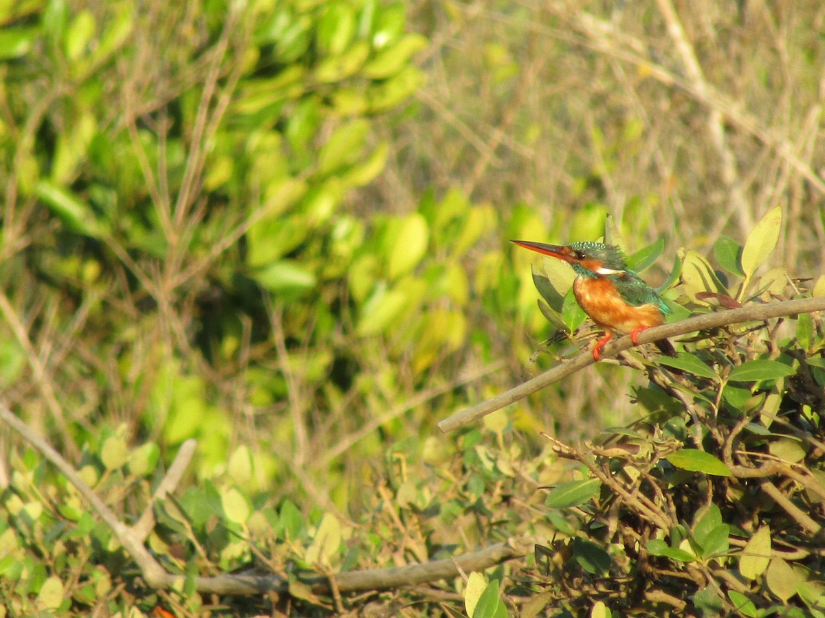 Common Kingfisher - ML548337051