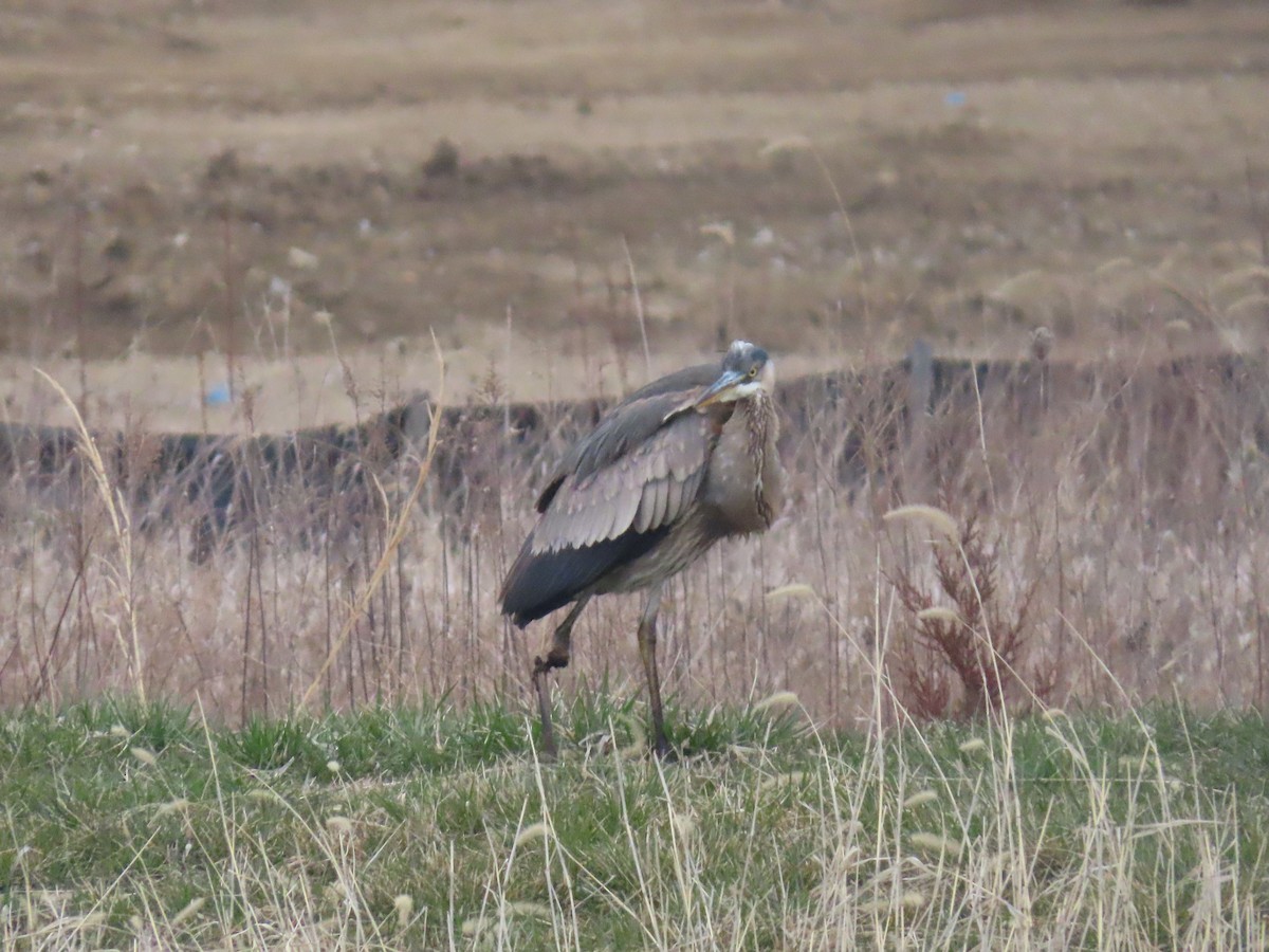 Great Blue Heron - ML548338781