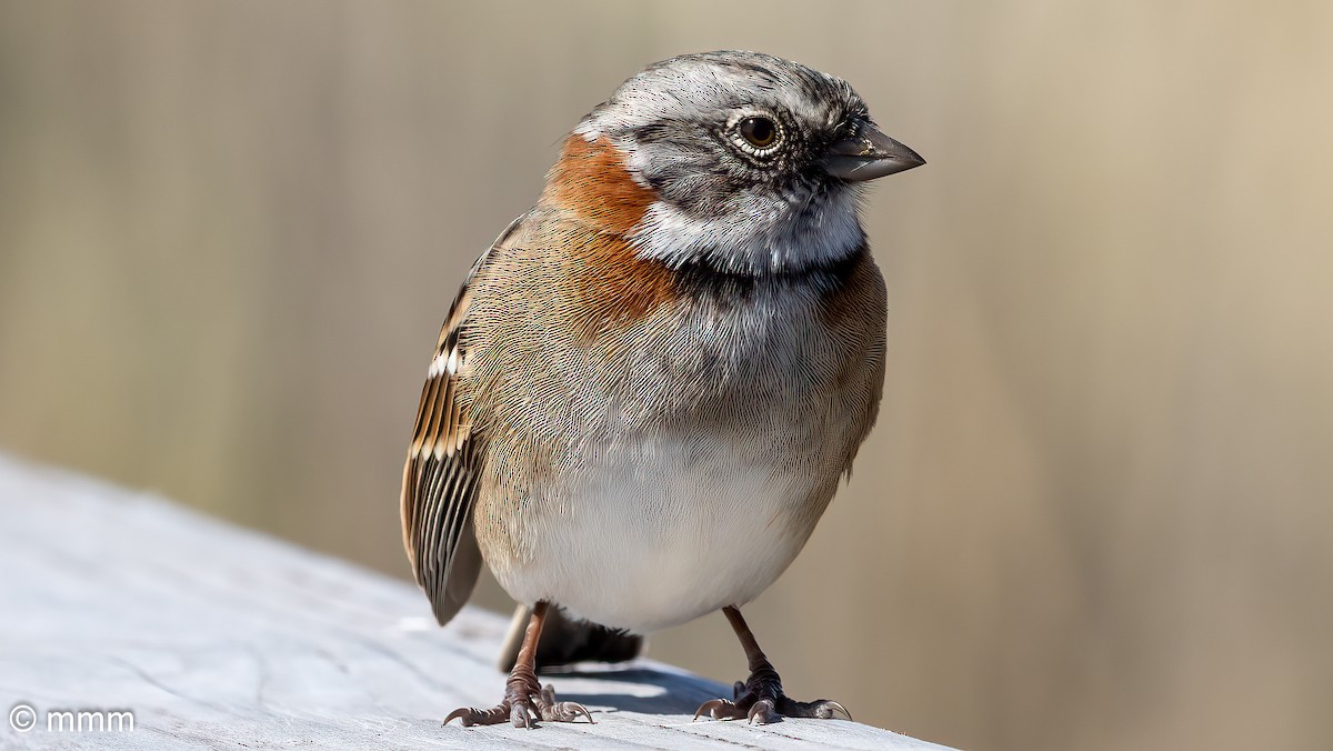 Rufous-collared Sparrow - Mario Martin