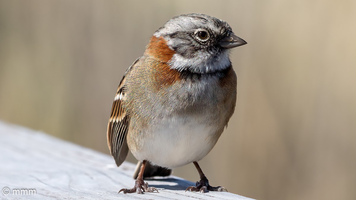 Rufous-collared Sparrow - ML548339171