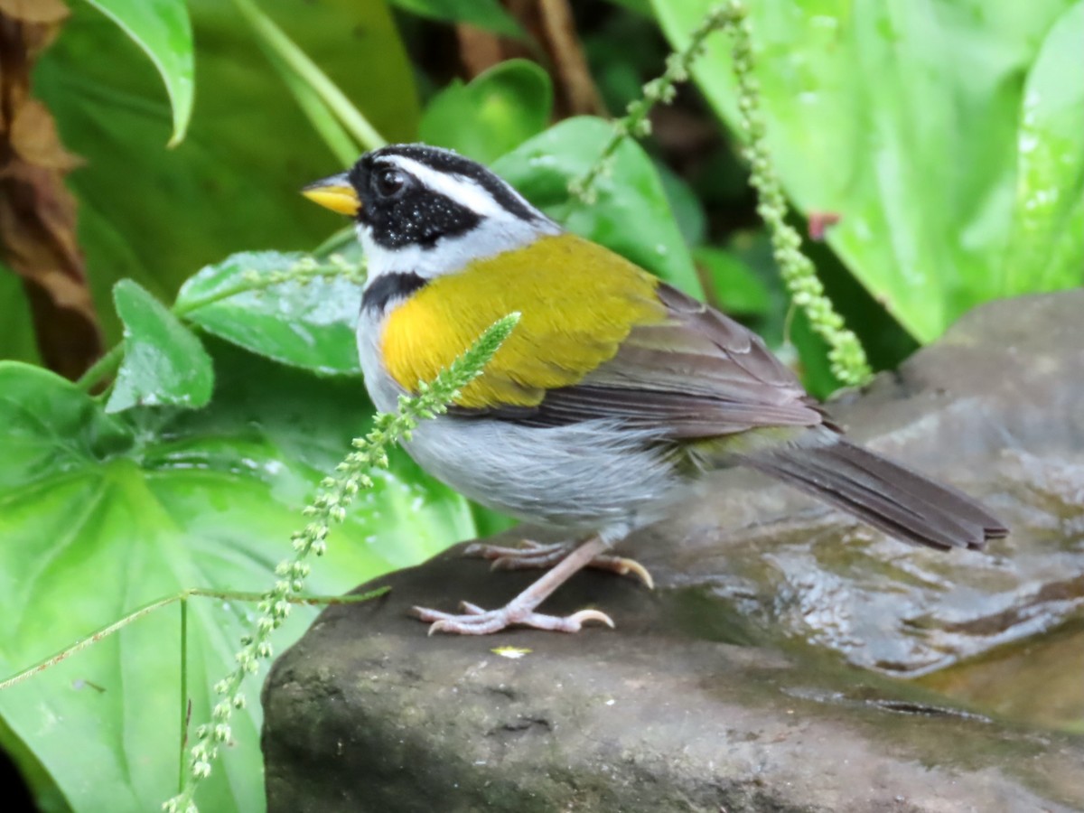 Pectoral Sparrow (Yellow-mandibled) - ML548339311