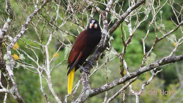 Montezuma Oropendola - ML548340001