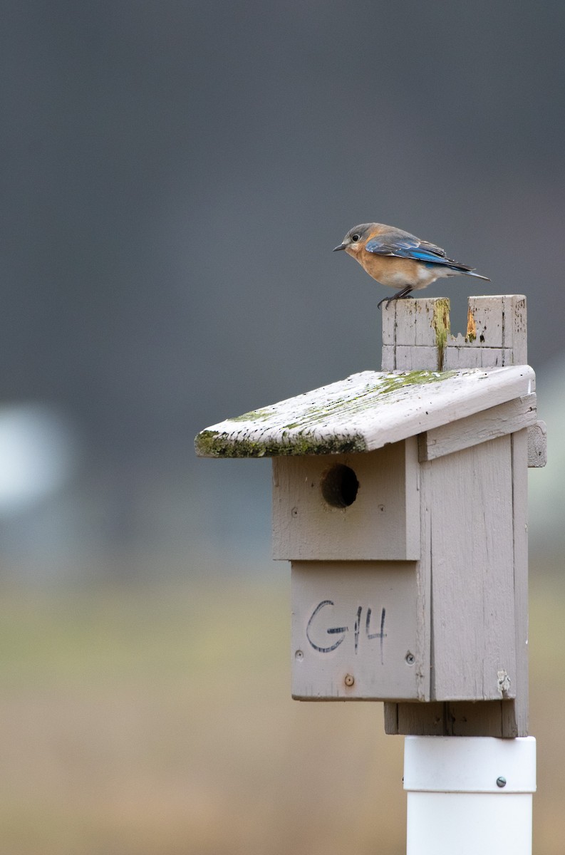 Eastern Bluebird - Eric Raul Castro-Dean