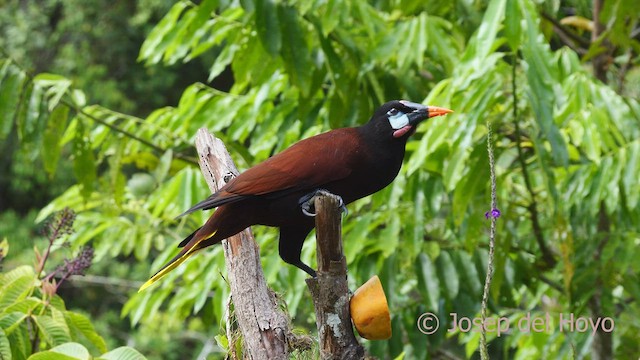 Montezuma Oropendola - ML548342191