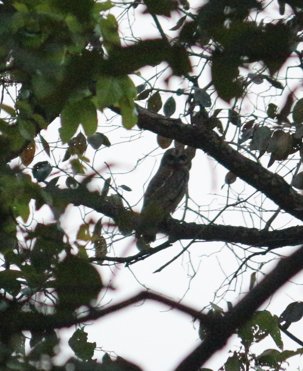 Mottled Wood-Owl - Anonymous