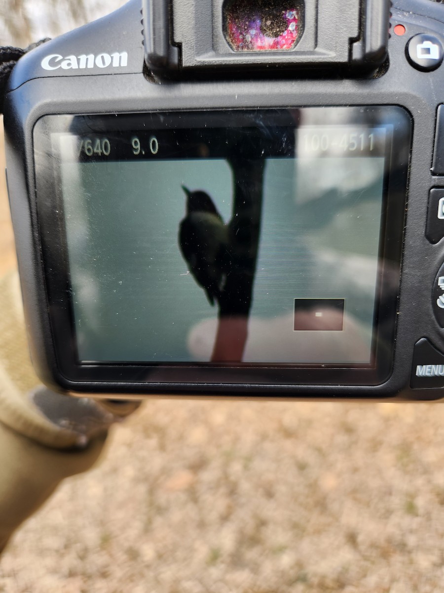Red-headed Woodpecker - ML548342771