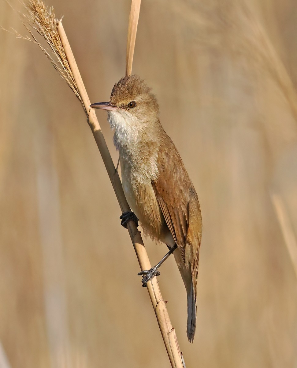 Clamorous Reed Warbler - ML548342891