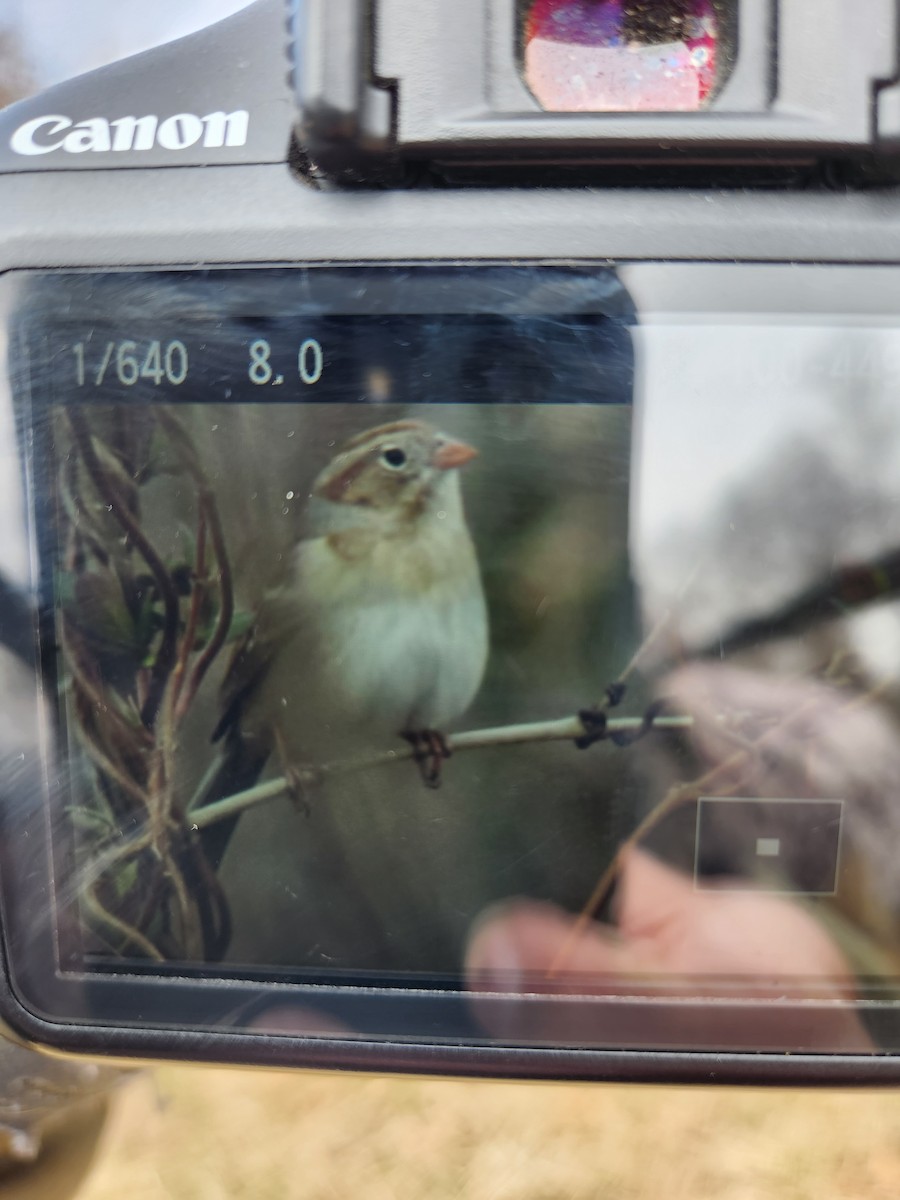 Field Sparrow - ML548342941