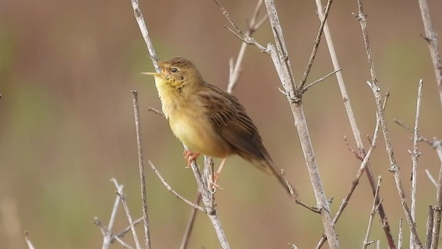 Common Grasshopper Warbler - ML548343611