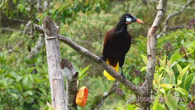 Montezuma Oropendola - ML548343791