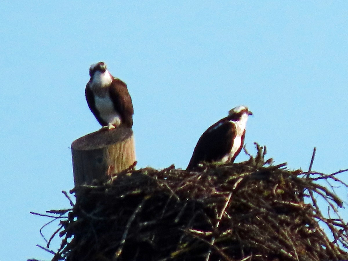 Osprey - Jim Scott