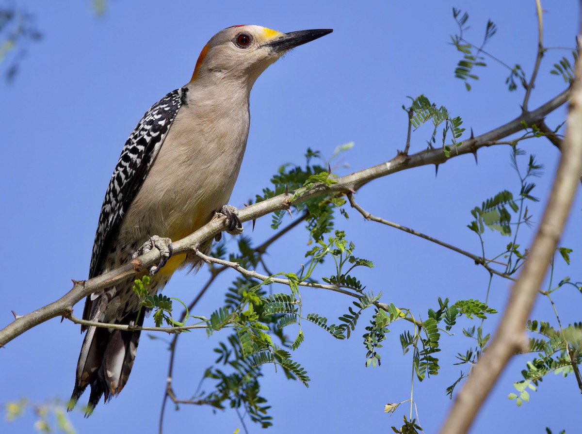 Golden-fronted Woodpecker - ML548344461