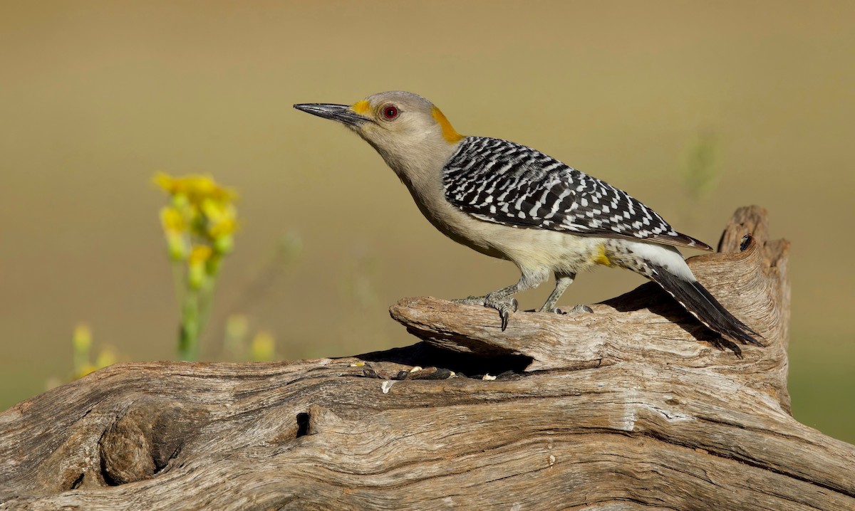 Golden-fronted Woodpecker - ML548344491