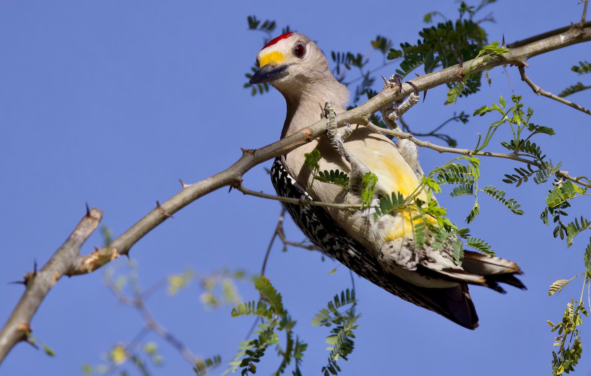 Golden-fronted Woodpecker - ML548344531