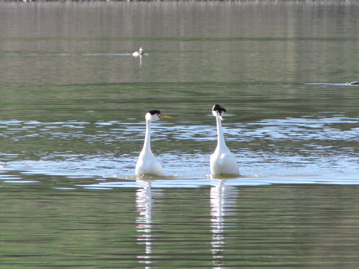 Clark's Grebe - ML548346151