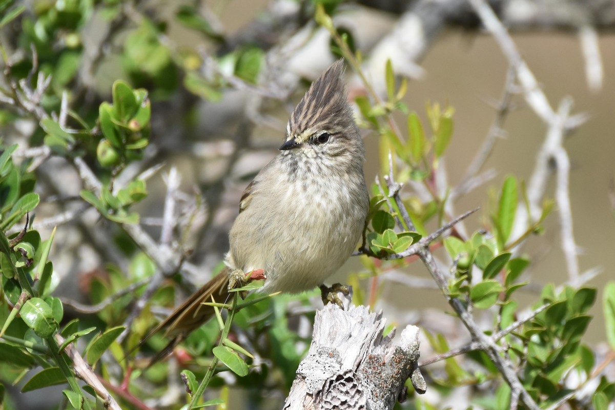 Tufted Tit-Spinetail - Víctor Sánchez