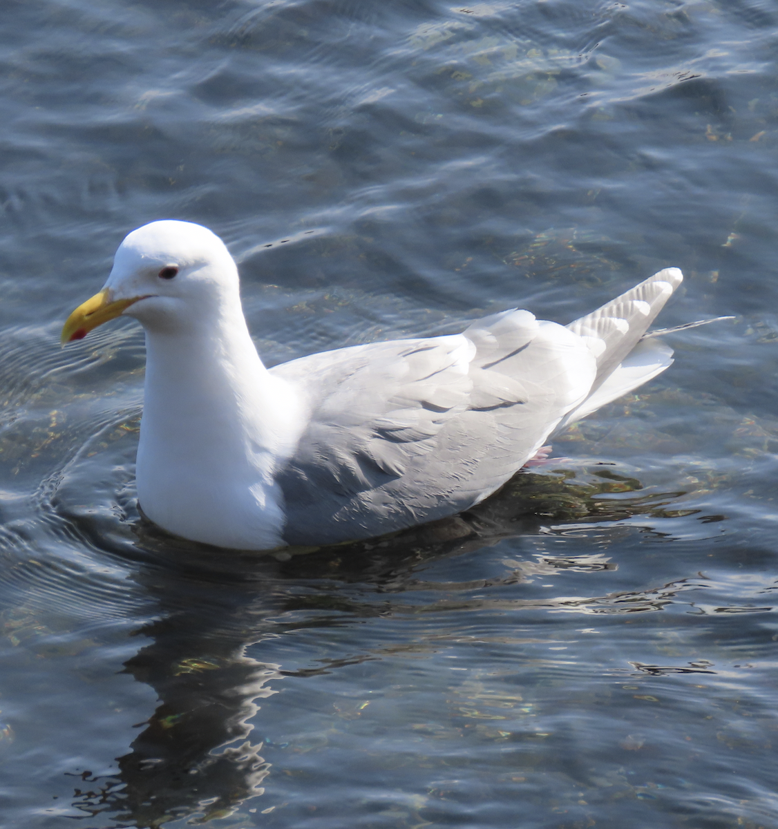 Glaucous-winged Gull - ML548348841