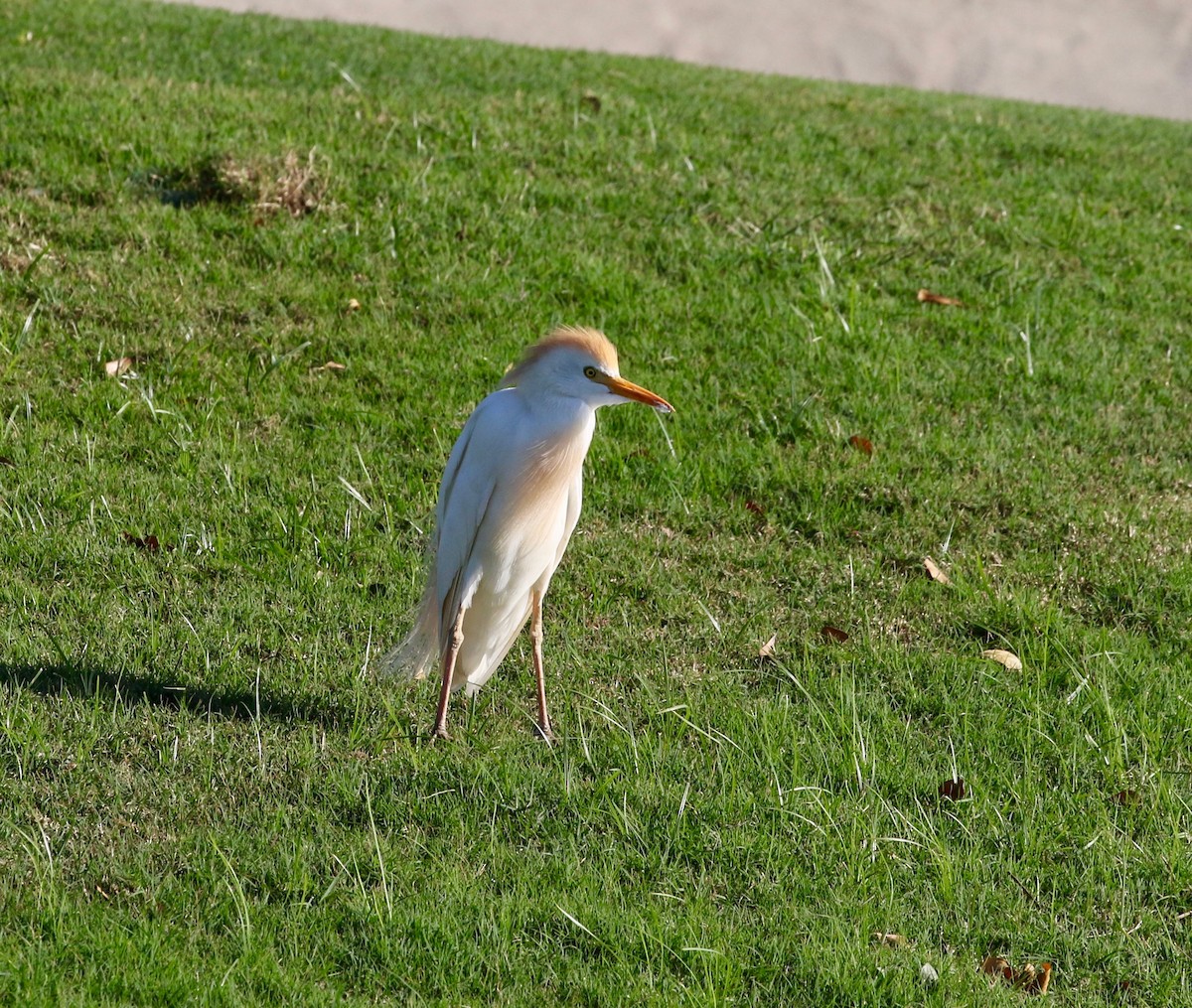 Western Cattle Egret - ML548350561