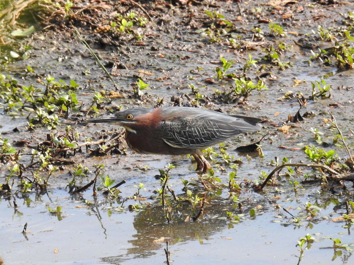 Green Heron - ML54835131