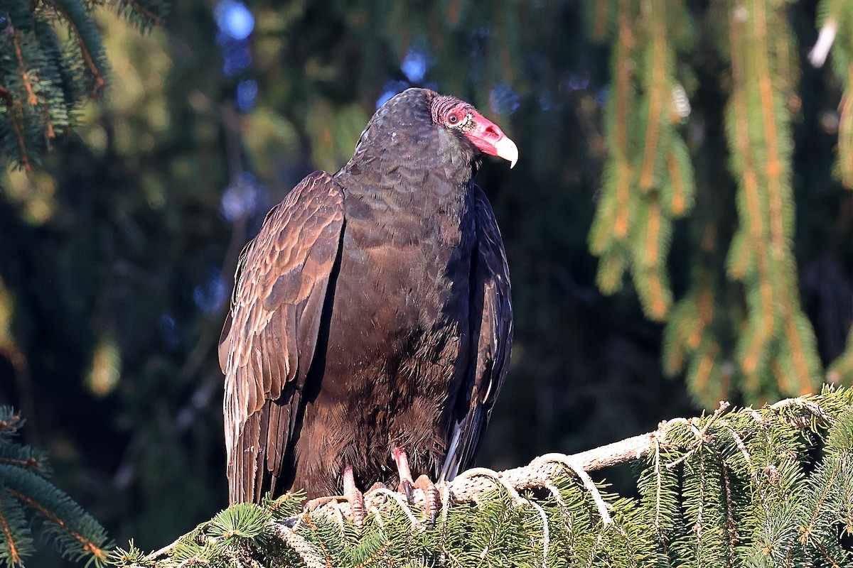 Turkey Vulture - ML548352041