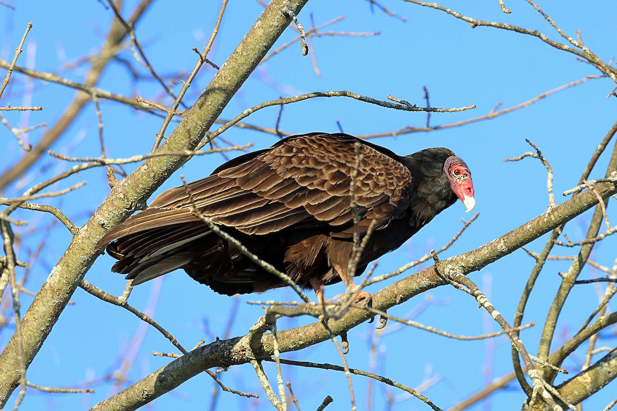 Turkey Vulture - ML548352101