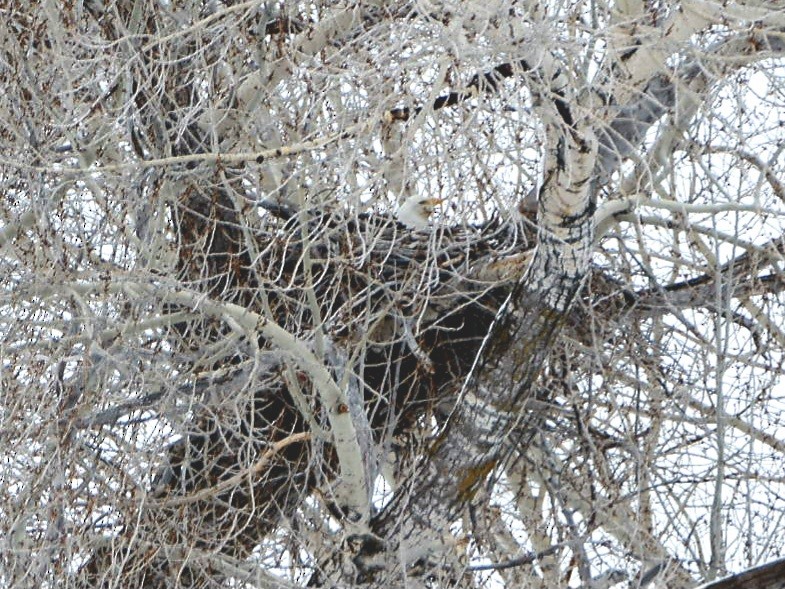 Bald Eagle - ML548352561