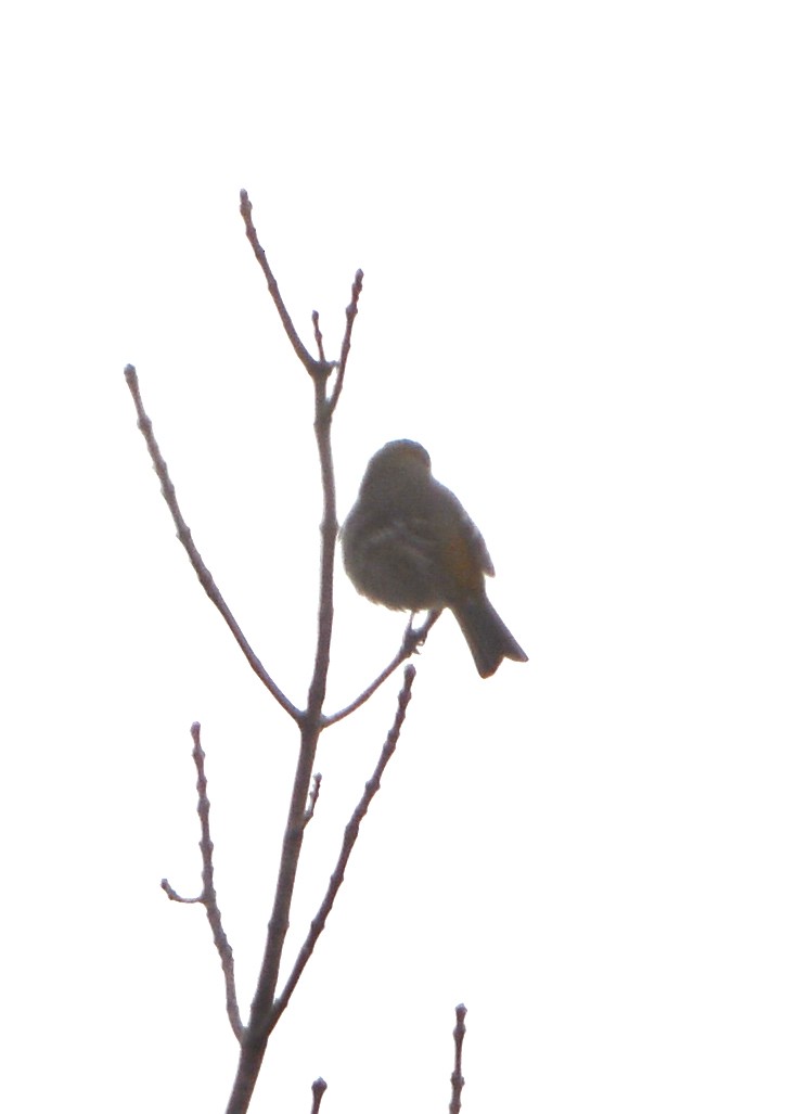 Pine Grosbeak - ML548352871