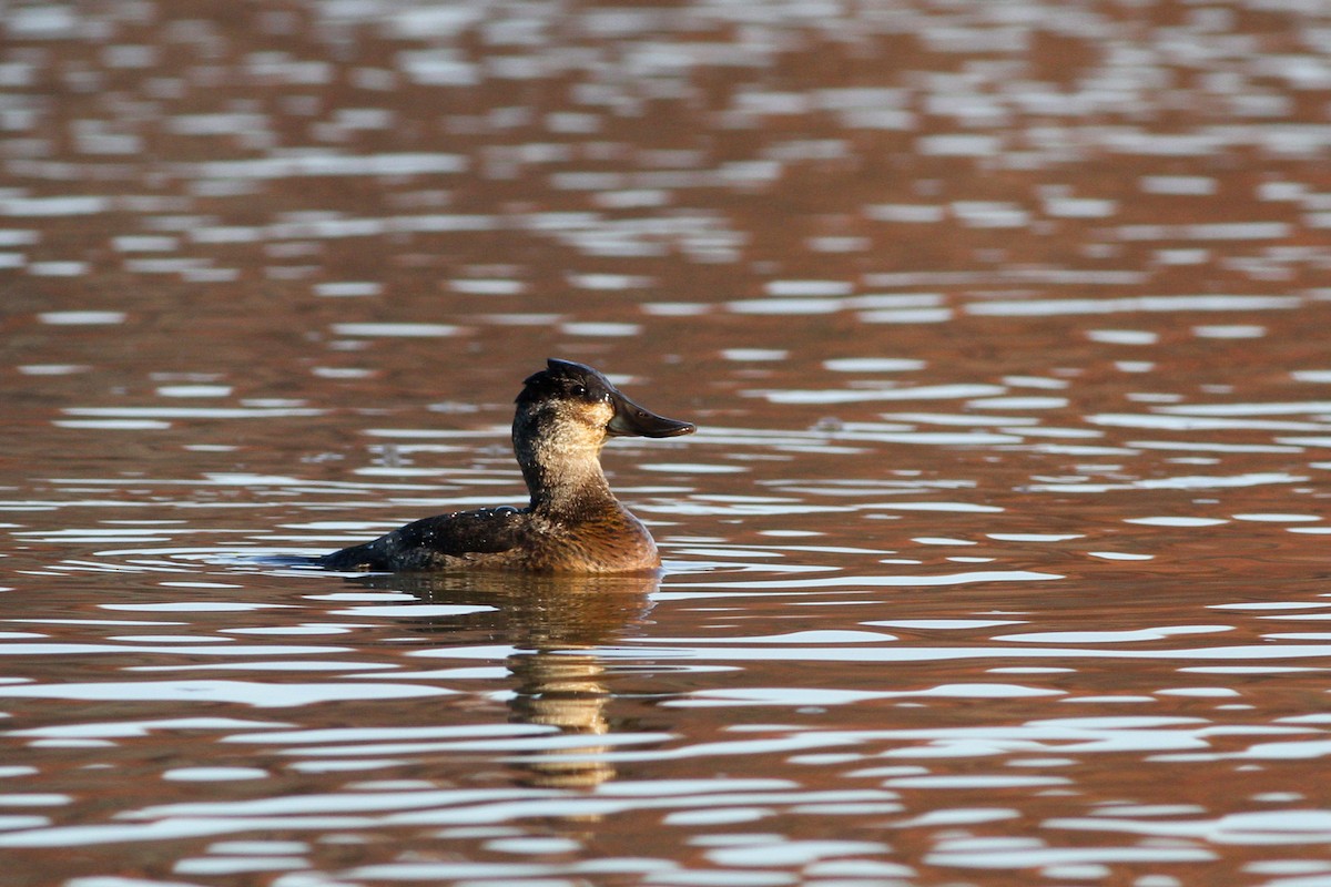 Ruddy Duck - ML548354191