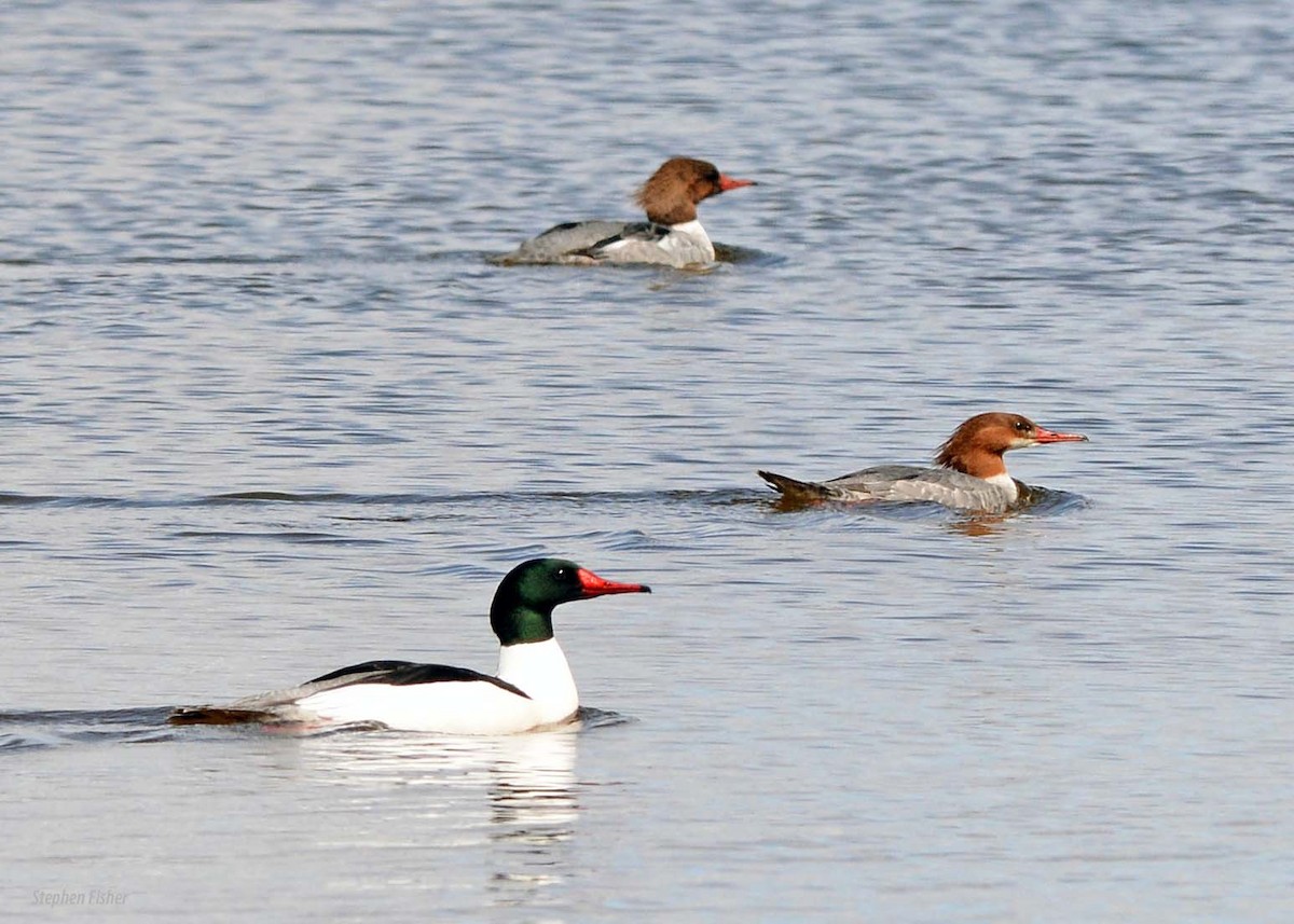 Common Merganser - Stephen Fisher