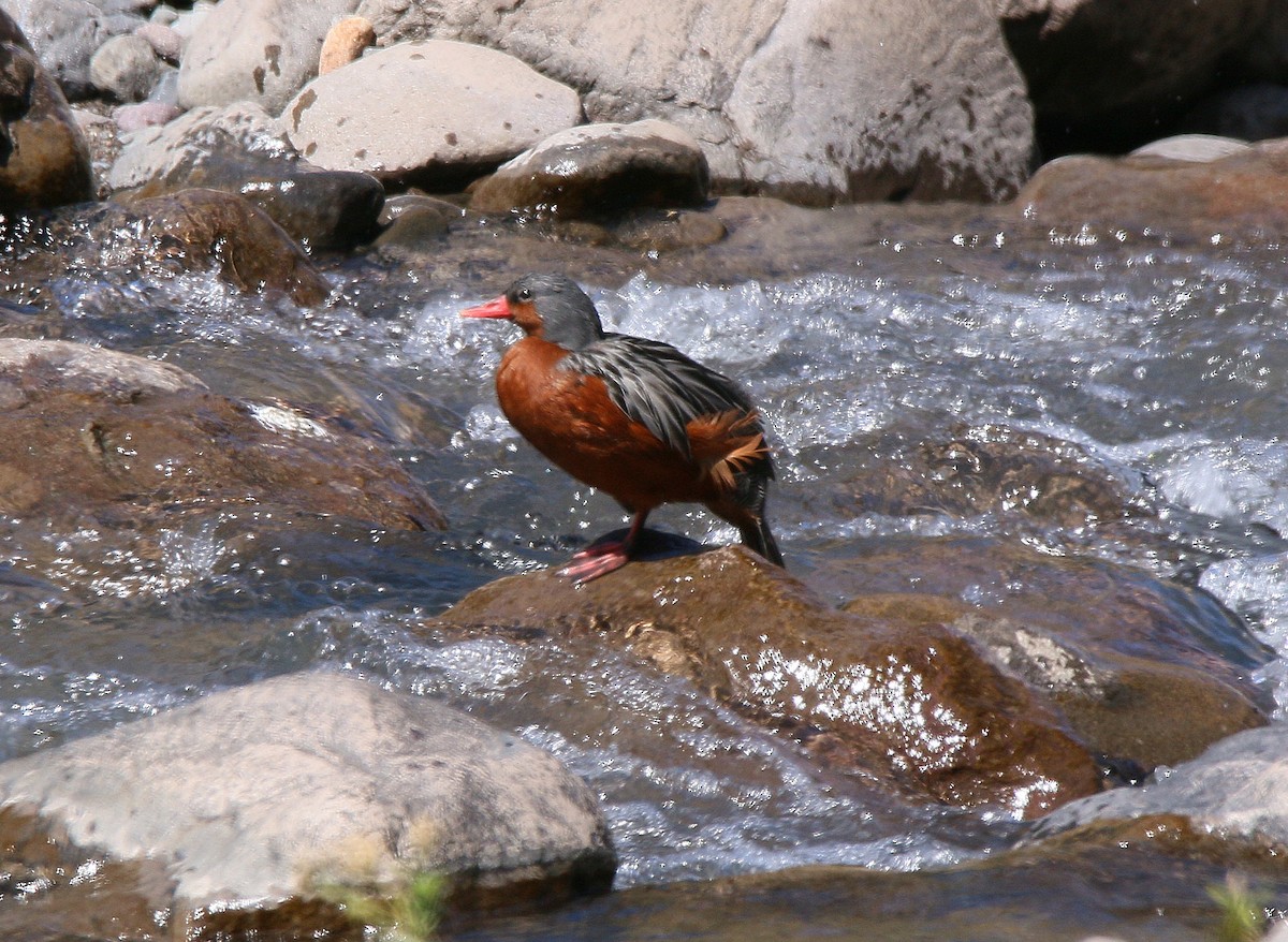 Torrent Duck - ML548355181