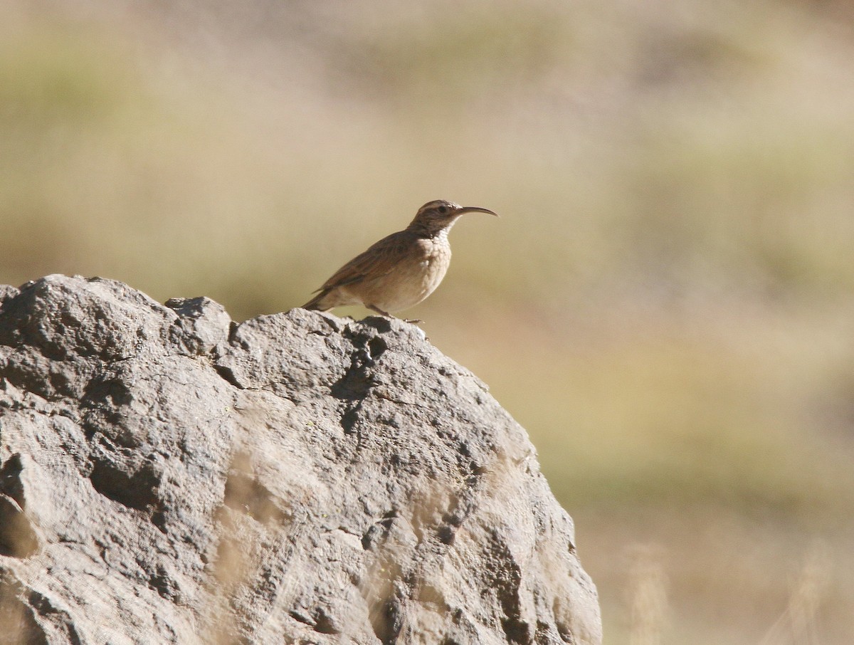 Scale-throated Earthcreeper - ML548355211